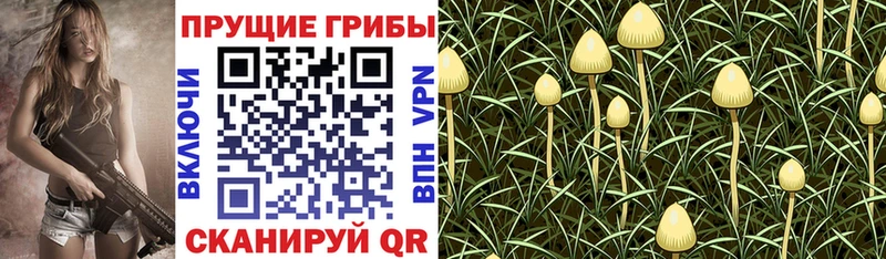 Галлюциногенные грибы Psilocybe  Асбест 